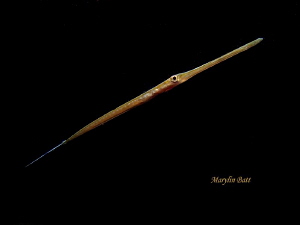 5 inch juvinal needle fish during night dive, Dumaguete, ... by Marylin Batt 